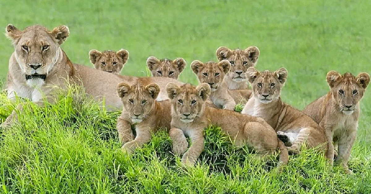 Lioness Lola gave birth to triplet cubs at Chelyabinsk . (Video)